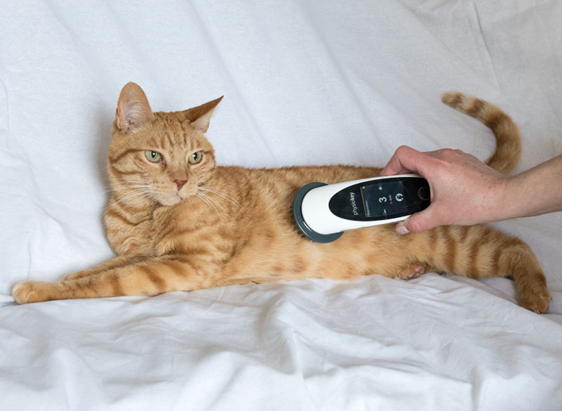 Behandlung von Katzen mit dem physiokey